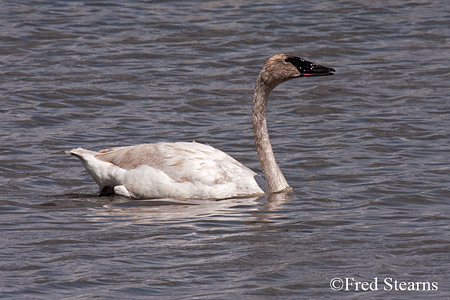 Elk NR Trumpeter Swan